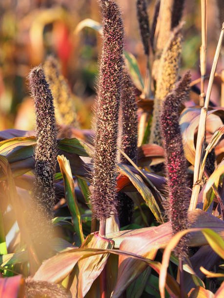 Millet perlé